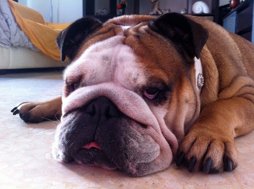 Centro Veterinario Sant Joan Despí – Sant Joan Despí