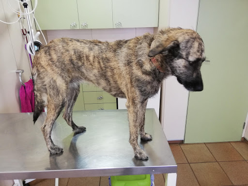 Centro Veterinario Sant Vicenç – Sant Vicenç dels Horts