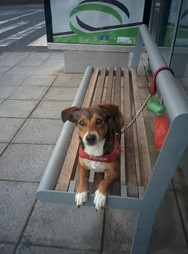 Centro Veterinario Santa Brígida – Sta Brígida