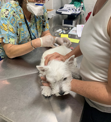 Centro Veterinario Santa Teresa – Colmenar Viejo