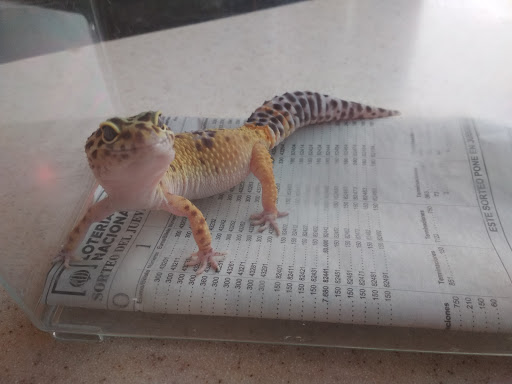 Centro Veterinario Serval – Málaga