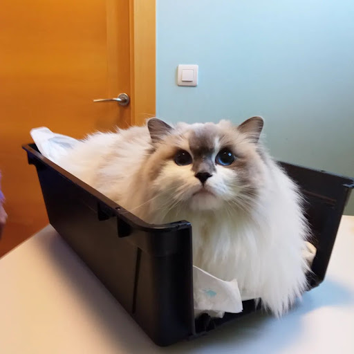 Centro Veterinario Siete Vidas – Valladolid