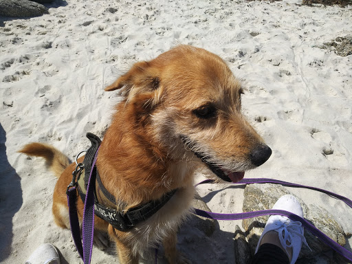 Centro Veterinario Sigüeiro – Sigüeiro