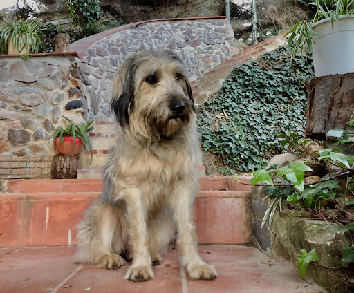 Centro Veterinario St. Cebrià de Vallalta – Sant Cebrià de Vallalta