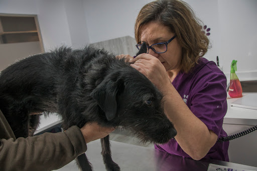 Centro Veterinario Sur – Madrid