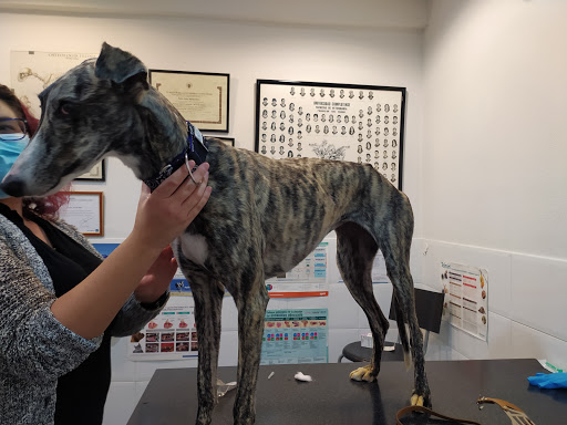 Centro Veterinario Tabarca – Madrid