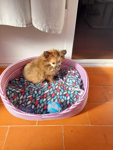 Centro Veterinario Tíscar – Madrid