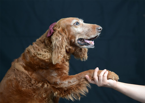Centro Veterinario Trapelles – Veterinaris A Barcelona – Barcelona