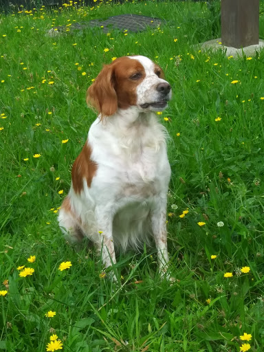 Centro Veterinario Trasmiera – Santoña