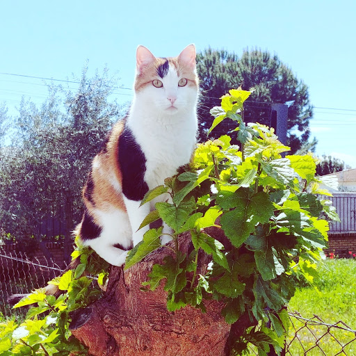 Centro Veterinario Turruñuelos – Córdoba