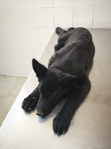 Centro Veterinario Valdemorillo – Valdemorillo