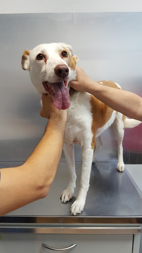 Centro Veterinario Valdespartera – Zaragoza