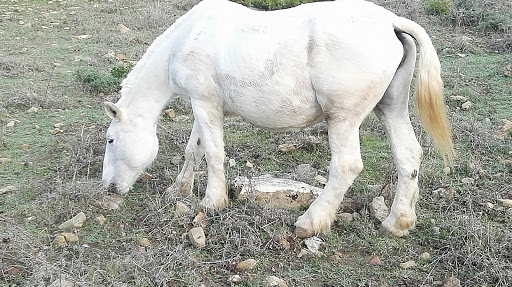 Centro Veterinario Vdc – Castellar de la Frontera