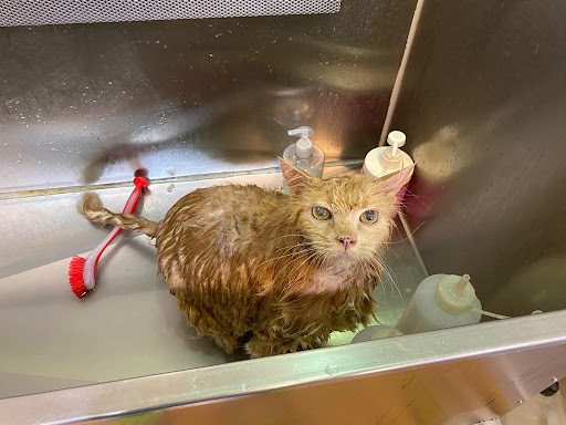 Centro Veterinario Verdaguer – Sant Vicenç dels Horts