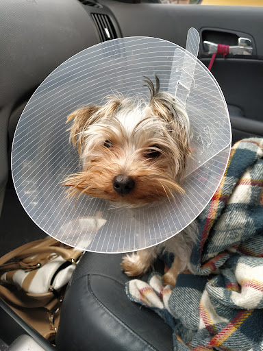 Centro Veterinario Vetpa – Madrid