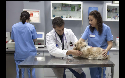 Centro Veterinario Victor de La Serna – Dres. Alvarez de La Villa – Madrid