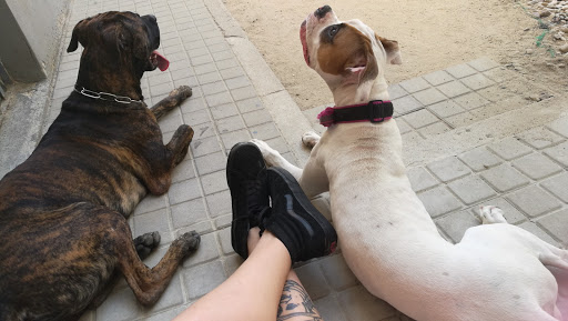 Centro Veterinario Virgen del Castañar – Madrid