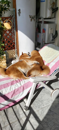 Centro Veterinario Wecan La Creu Ii – La Nucia