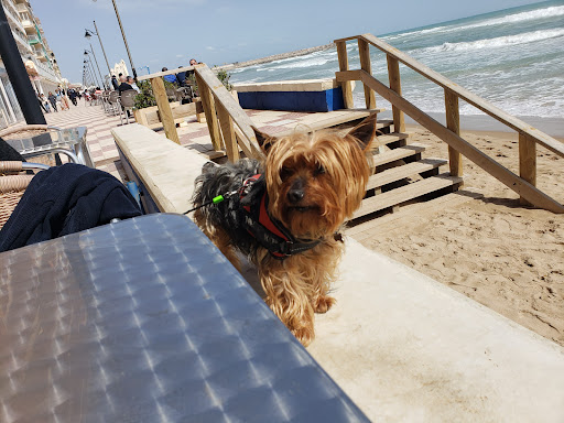 Centro Veterinario Zarko – El Perelló