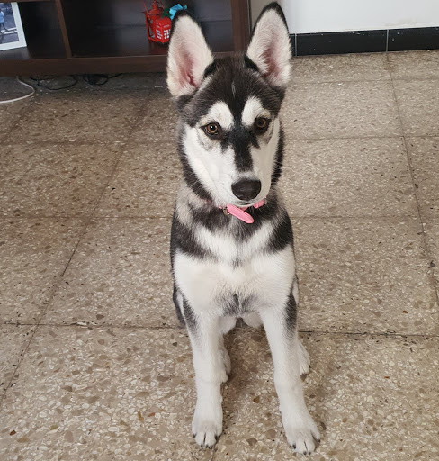 Centro Veterinario de Lanzarote – Arrecife