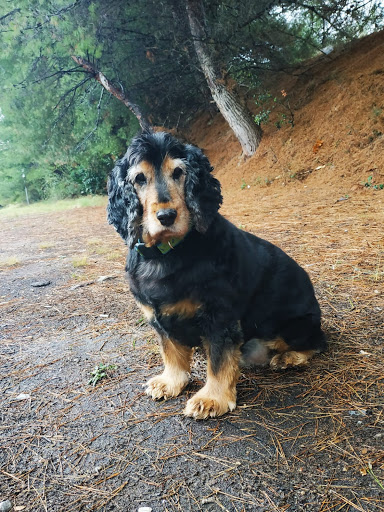 Centro Veterinario del Barri Llatí – Santa Coloma de Gramenet