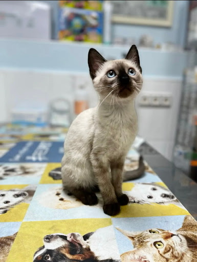 Centro Veterinario del Carmen – Alguazas