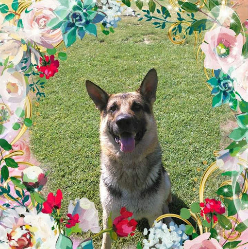 Centro de Asistencia Veterinaria – Calahorra