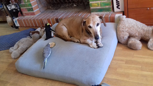 Centro de Atención Veterinaria Pedrezuela – Pedrezuela