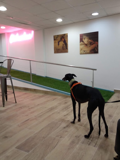 Centro de Referencia En Diagnóstico Veterinario Vetcorner – Zaragoza