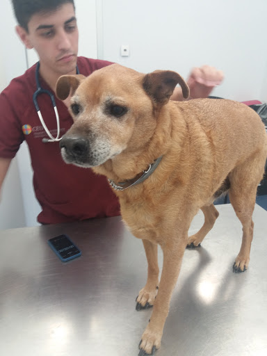 Ceu Cardinal Herrera University Hospital Veterinario – Alfara del Patriarca