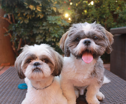 Cilniana Clínica Veterinaria – San Pedro de Alcántara