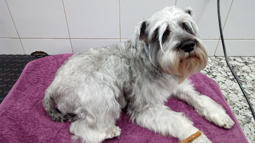 Cinos Veterinaris – Malgrat de Mar