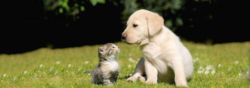Civic Group Veterinarians – Casarrubios del Monte