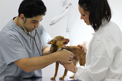 Clínica Calzada Veterinaria y Rehabilitación – Puçol