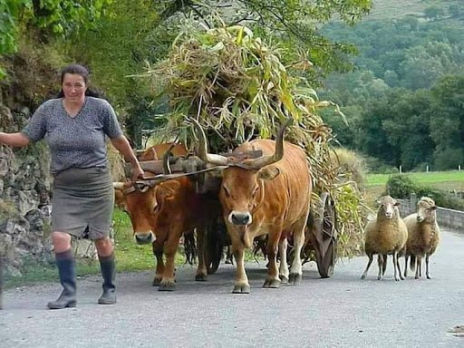 Clínica Carmelo – Leiro