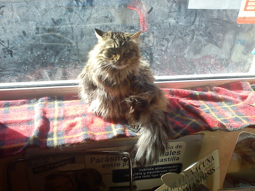 Clínica – Centro Veterinario Mininos – Guadalupe