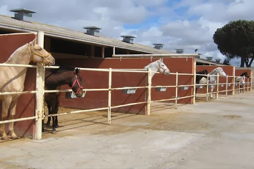 Clínica Equina Olmedo – Pedrajas de San Esteban