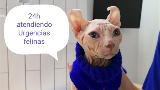 Clínica Felina Barcelona – Barcelona