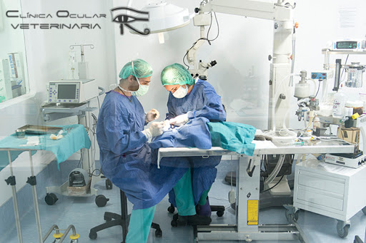 Clínica Ocular Veterinaria – Las Huesas