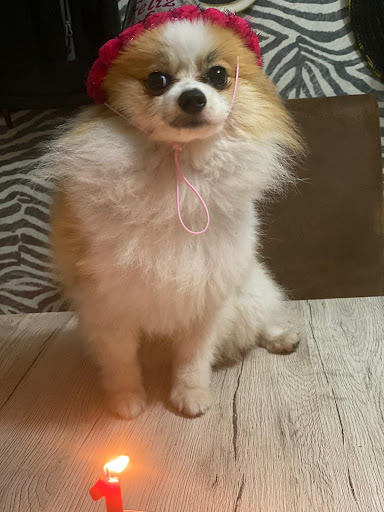 Clínica Veterinara San José – Las Palmas de Gran Canaria