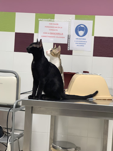 Clínica Veterinaria 4pates – Valencia