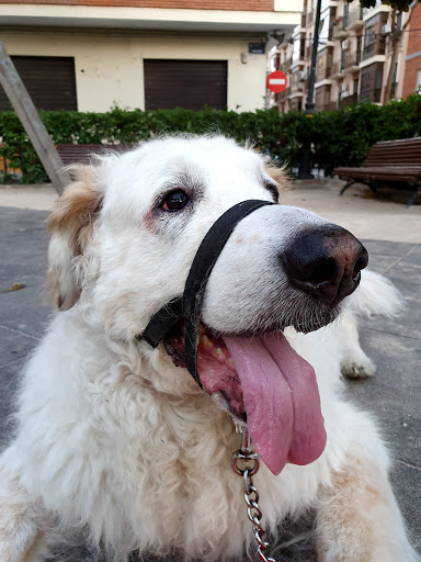 Clínica Veterinaria A Quatre Potes – Picassent