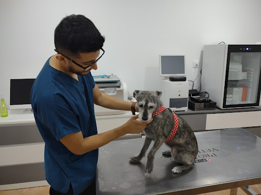 Clínica Veterinaria Alameda Urgencias Telefonicas 24h – Valencia