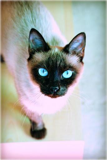 Clínica Veterinaria Alazores – Madrid