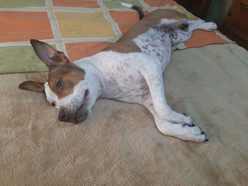 Clínica Veterinaria Albeytar – Petrer