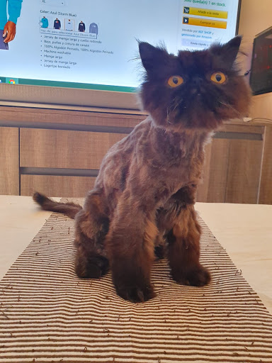 Clínica Veterinaria Albican – Maracena