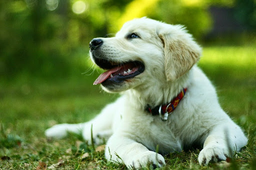 Clínica Veterinaria Alcauza – San José de la Rinconada