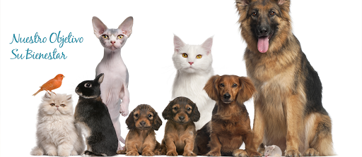 Clínica Veterinaria Alcazaba – Clínica Veterinaria En Badajoz – Badajoz