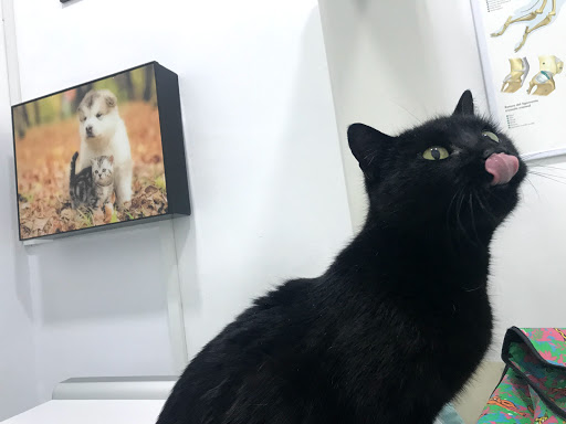 Clínica Veterinaria Alcorisa – Madrid