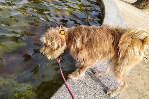 Clínica Veterinaria Alemana | Aluche – Madrid – Madrid